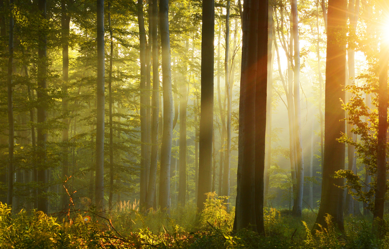 Swiss forest for Swiss wood. Solutions for sustainable cards and musical instruments